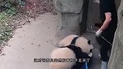 熊猫宝宝被拎起来拍灰，一脸的委屈，熊-轻点呀，我可是国宝