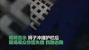 张家口张北一马戏团狮子出逃？警方辟谣：只是扑了一下护栏