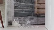 透明墙比赛！猫咪和萨摩耶谁能先过去？镜头记录爆笑全程