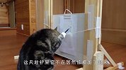 猫咪趁主人不在偷学画画，一本正经跟个人似的，结局太逗了