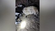 西藏一只雪豹闯入村民羊圈咬死4只羊，村民：每只羊国家赔钱