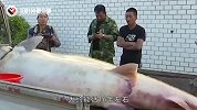 黑龙江捕获大型淡水鱼，重达2000斤，真面目让人惋惜