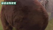 700公斤重的棕熊，力量到底有多强大，男子亲自进入铁笼体验