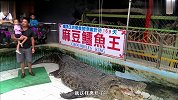 这只鳄鱼王也太乖了，放任小朋友不断抚摸，还配合地拍了个照