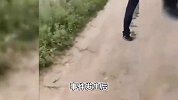 城管拔掉田间广告旗？官方：已对涉事队员批评教育，取得瓜农谅解