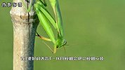 为什么母螳螂吃掉公螳螂，并不是为了下一代，网友：被骗好多年！