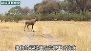 大羚羊被咬断后腿，强忍剧痛击退狮子，可惜最后还是难逃厄运