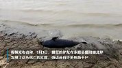 鄱阳湖湖滩发现江豚尸体，当地：今年多头江豚死亡，干旱影响明显