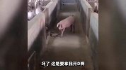 这乌龟也会搞偷袭啊 猫咪这下惨了