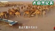 骆驼半个月没喝水，再次见到水源，这喝水速度太恐怖了！