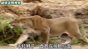 独眼雌狮伏击长颈鹿，长颈鹿为了生存，一路狂奔逃命