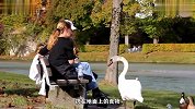 天鹅厚脸皮向情侣讨要吃的，你不给我就抢，转身就把吃的给孩子们