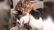 十只猫咪看到流动的水，有八个会去喝？