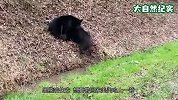 黑熊路边捕获野猪，将其撕咬致死，镜头拍下惊险的一幕！