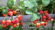 揭秘草莓成熟的季节，让你品尝最美味的草莓！