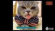 猫咪吐了一下舌头，一夜爆红，咋回事