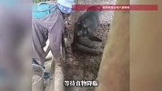 老人让猪把食盆叼过来，猪居然能听懂照做