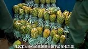 探访菠萝加工厂，菠萝汁是如何制作出来的，这样的菠萝汁你喝过吗