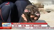 猪崽2张嘴2只眼类似连体婴