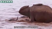 一场突如其来的洪水，让大象一家手足无措，它们能否逃离困境