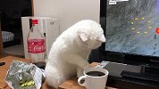 一只对碳酸饮料无限好奇的小猫 无处安放的小猫爪也太萌了