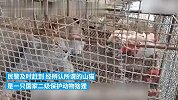 奶凶猞猁被误认成“山猫”，偷袭羊圈被民警捕获后放生