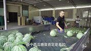 二更视频-20170822-史上最强验瓜宝典！