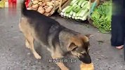 狗：这老板人真好，买菜都不用给钱