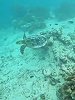 佩德里社媒晒视频：海边度假骑车 潜水看海龟