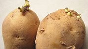土豆放久发芽了还能不能吃呢？专家说出真相：最好不要乱吃！