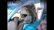 旅游-喷饭爆笑！饿牛留着哈喇子就是想亲你一口