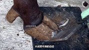 老师傅不仅用斧头修剪牛蹄，还用火烤，整个过程太解压！