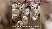 女子花8800元高价寻猫，结果猫就在桌底下！当事人报警