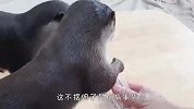 铲屎官把吃的放进瓶子里，水獭能吃到吗？结局铲屎官都懵了