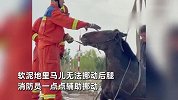 马儿深陷泥潭失温，消防员徒手挖泥，在泥水里3小时救援助其脱困