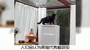 宠物冷知识，黑猫会带来好运，奇怪的知识又增加了