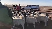 直击现场！首批4000只蒙古捐赠羊入境中国