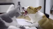 柯基和猫咪打架，过程看一次笑一次，太好玩了哈哈