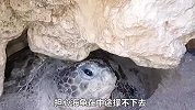 大海龟被压在石头下无法动弹，只能无奈等死，好心小哥紧急营救