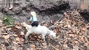 小猴子带羊儿出去溜达，结果被拽着到处跑，无奈只能骑羊身上