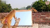 猴子第一次照镜子，看了一眼直接吓的嗷嗷叫，差点和自己打了起来
