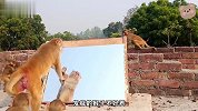 猴子第一次照镜子，看了一眼直接吓的嗷嗷叫，差点和自己打了起来