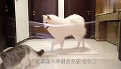 当被“透明墙”拦住，猫和狗会怎么做呢？接下来忍住别笑