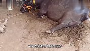 母牛产崽过程，几个接生员一块动手，好在母女比较配合终于成功