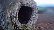 这对猫头鹰夫妻真惨，巢穴被红隼强占，好不容易孵化的幼崽还夭折