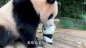 饲养员拿过去一个熊猫玩偶，真熊猫看到后，反应太逗了