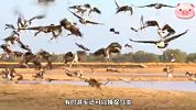 草原惊现罕见一幕！猎豹直接腾空飞起，将飞行的大罐鸟抓住