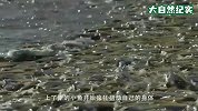 海上涨潮，无数鱼群游上岸，画面十分壮观