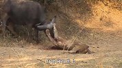 雄狮狩猎翻车现场！被水牛疯狂按在地上蹂躏致死，太惨了
