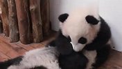 自己都是个小不点，还想抱熊熊？这只熊猫宝宝太可爱啦